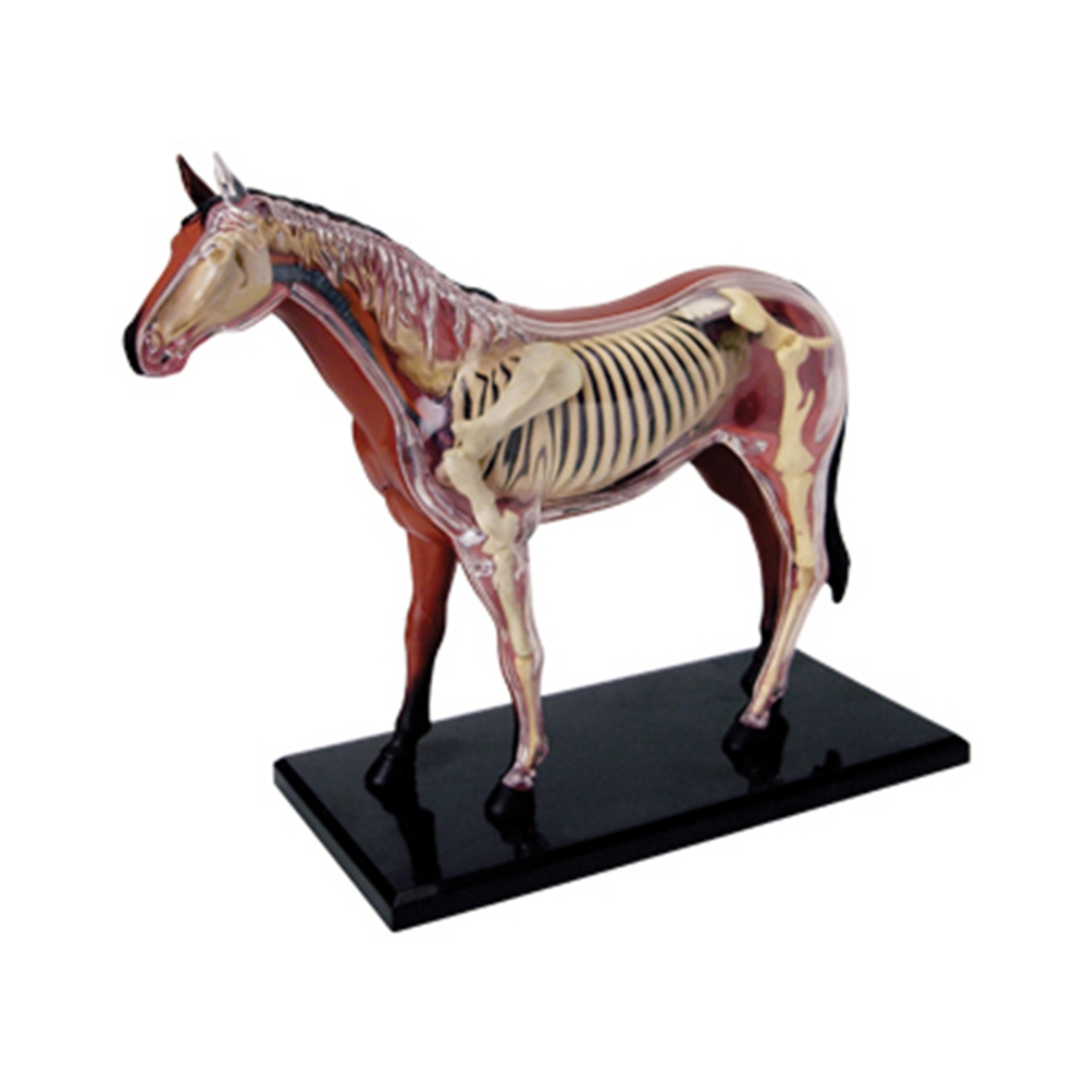 Animal Organ Anatomy Model 4D  - Science Toy avaliação e preço