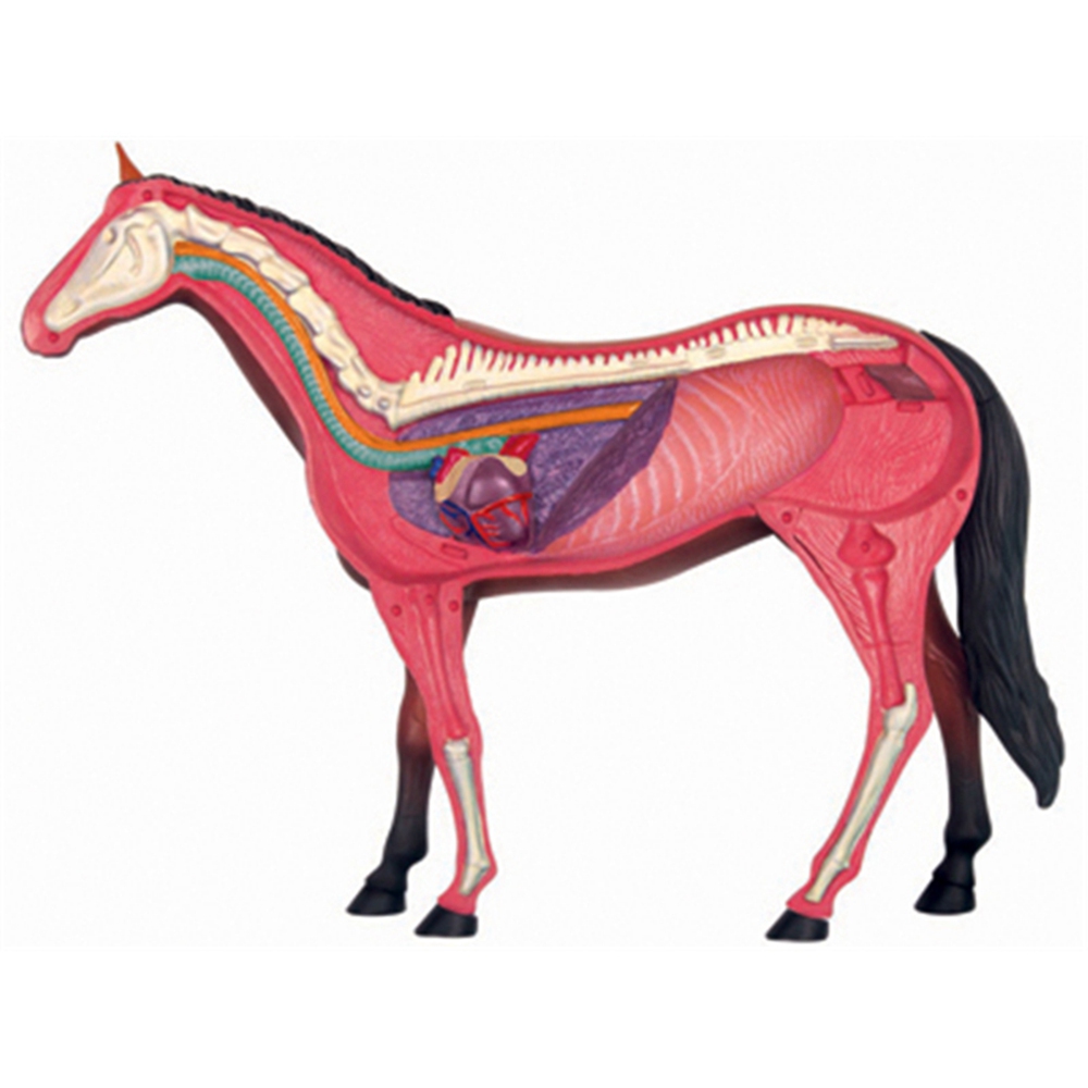 Animal Organ Anatomy Model 4D  - Science Toy avaliação e preço
