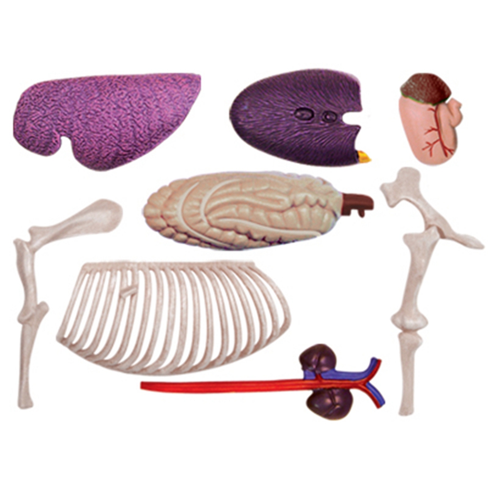 Animal Organ Anatomy Model 4D  - Science Toy avaliação e preço
